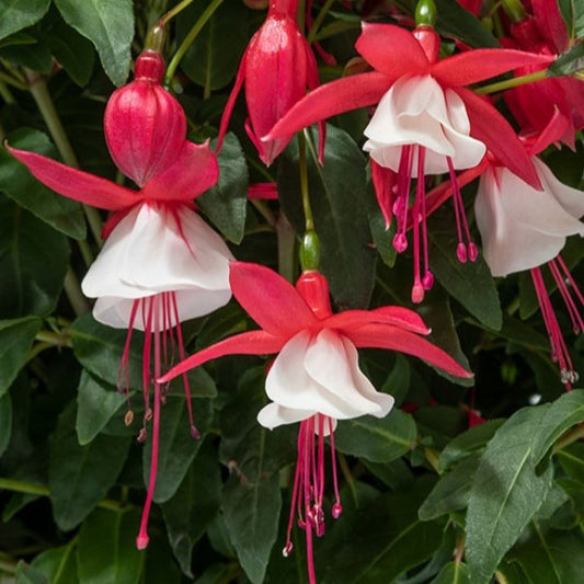 Fuchsia