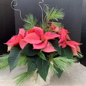 Poinsettia/Princettia
