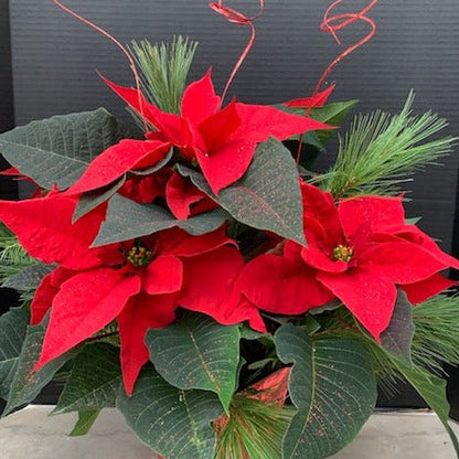 Poinsettia/Princettia