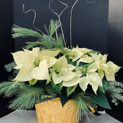 Poinsettia/Princettia