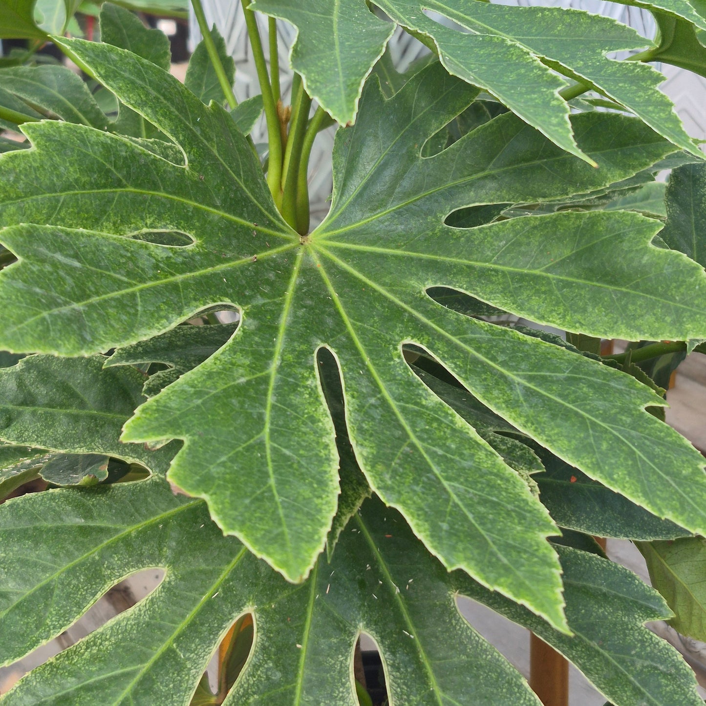 Paperplant (Fatsia Japonica)