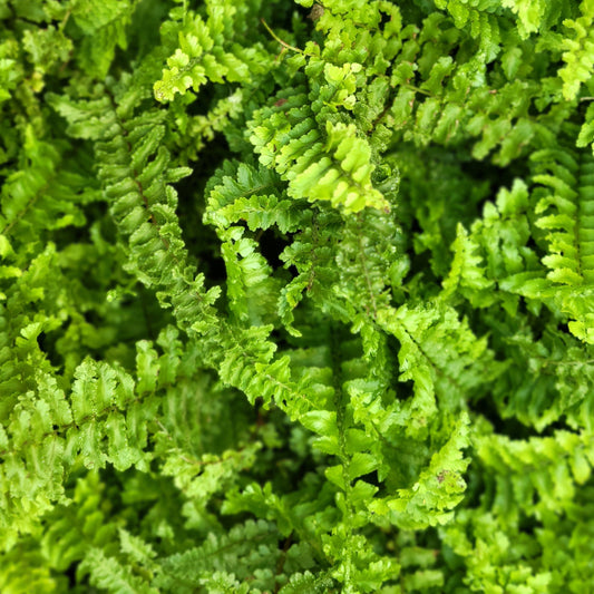 Fern 'Fluffy Ruffles'