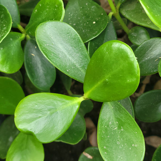 Ficus 'Green Island'