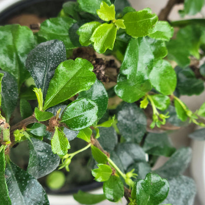 Ficus Microcarpa