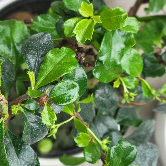 Ficus Microcarpa