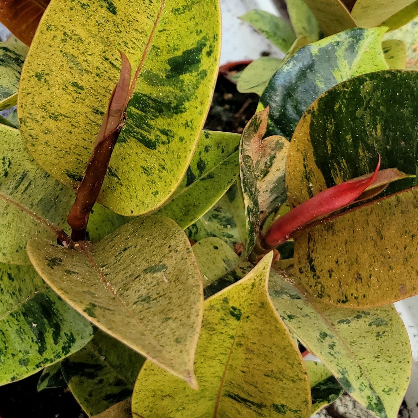 Ficus Shivereana 'Moonshine'