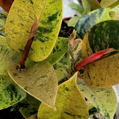 Ficus Shivereana 'Moonshine'