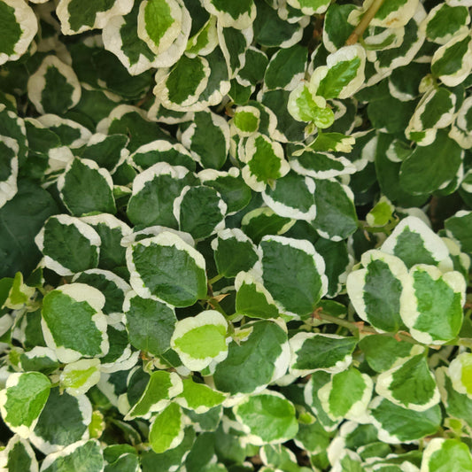 Creeping Fig