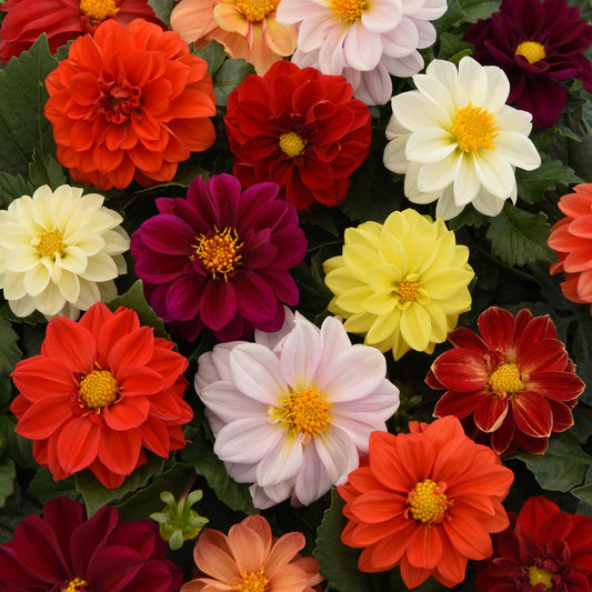 Dahlia 'Figaro'