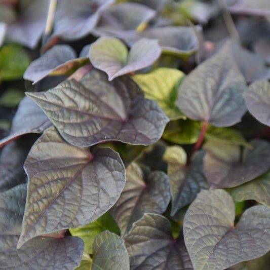 Ipomoea 'FloraMia'