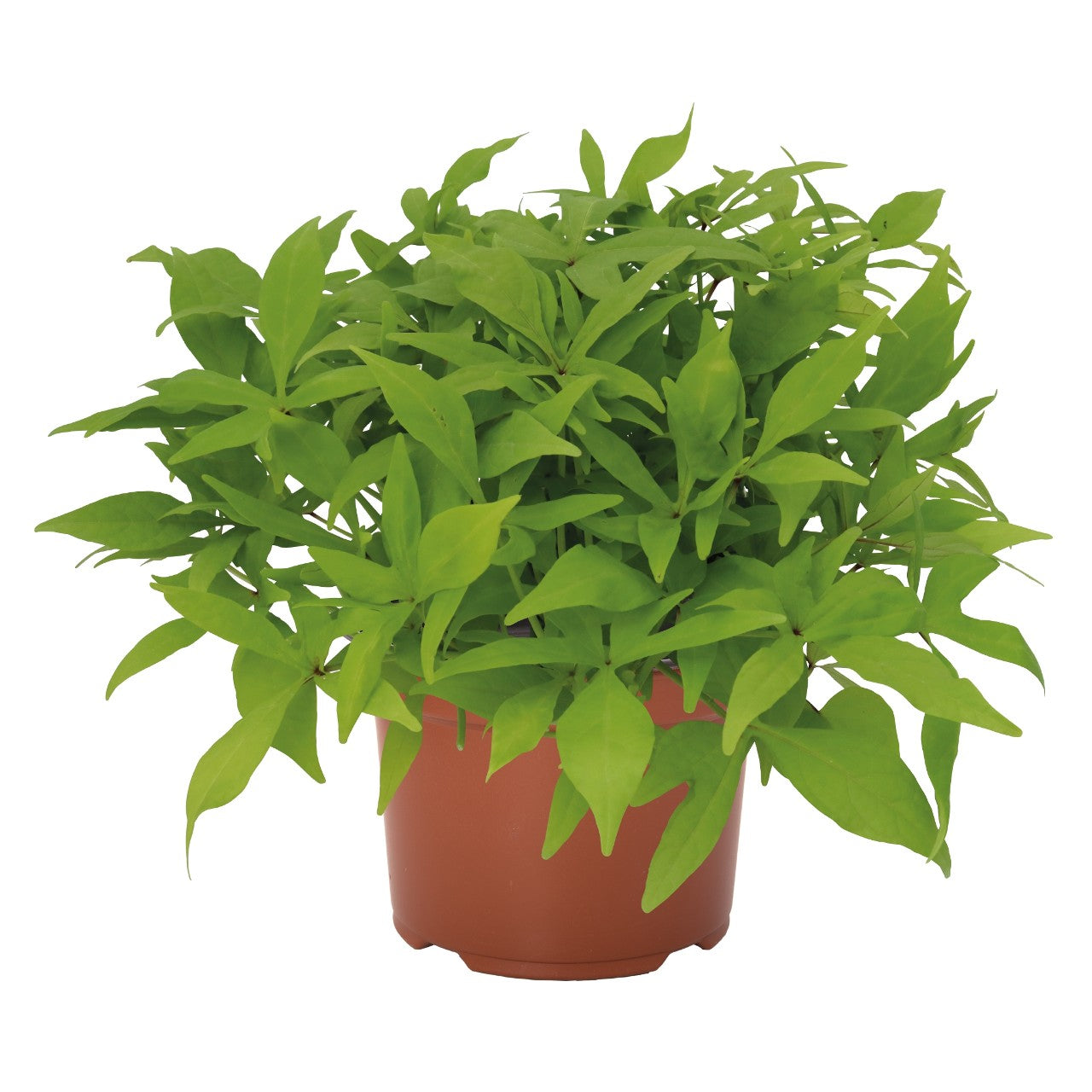 Ipomoea 'FloraMia'