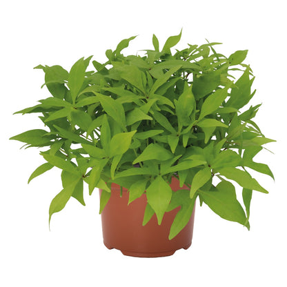 Ipomoea 'FloraMia'