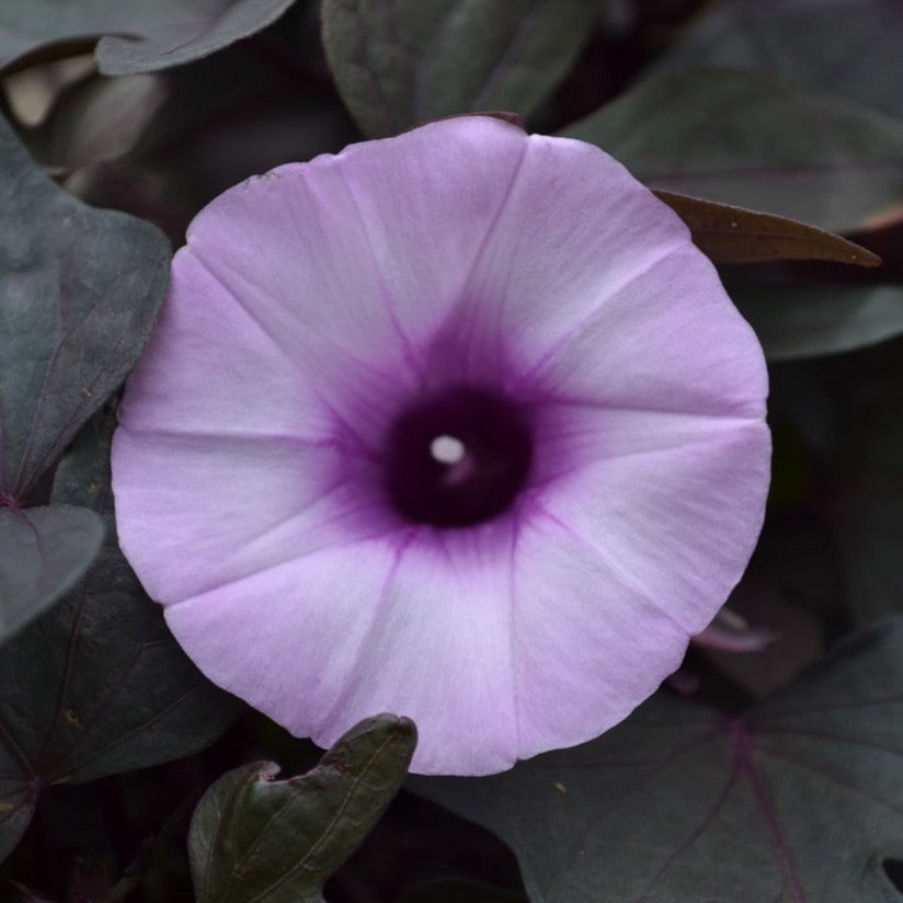 Ipomoea 'FloraMia'