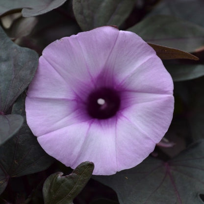 Ipomoea 'FloraMia'