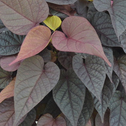 Ipomoea 'FloraMia'