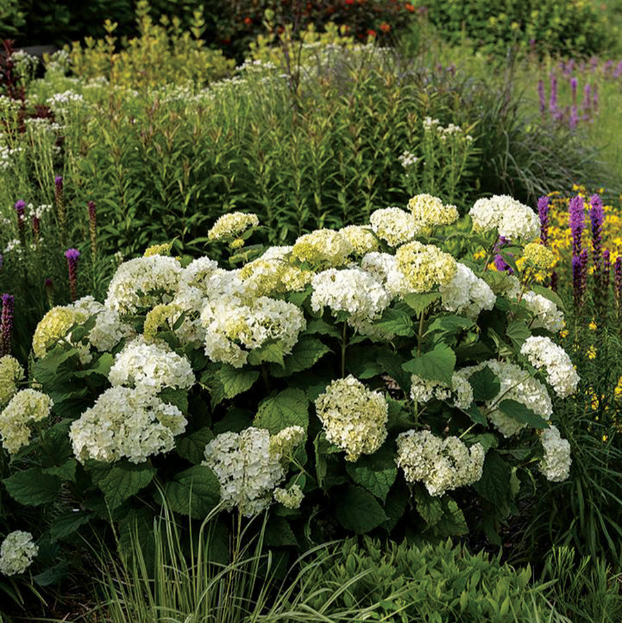 Hydrangea 'FlowerFull®'