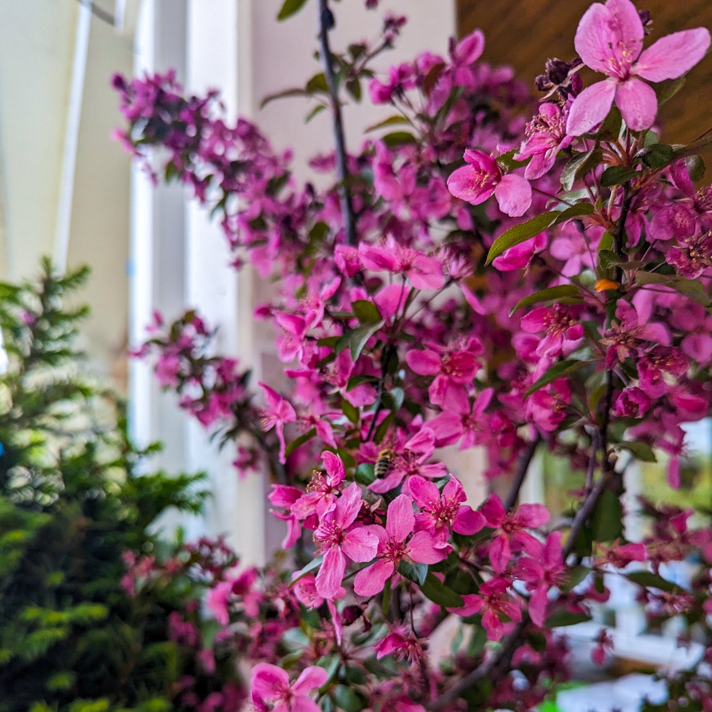 Flowering Crab 'Prairifire'