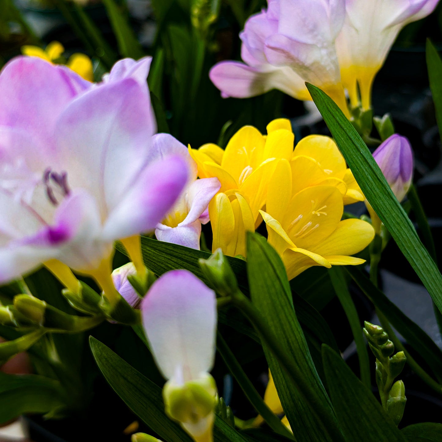 Freesia