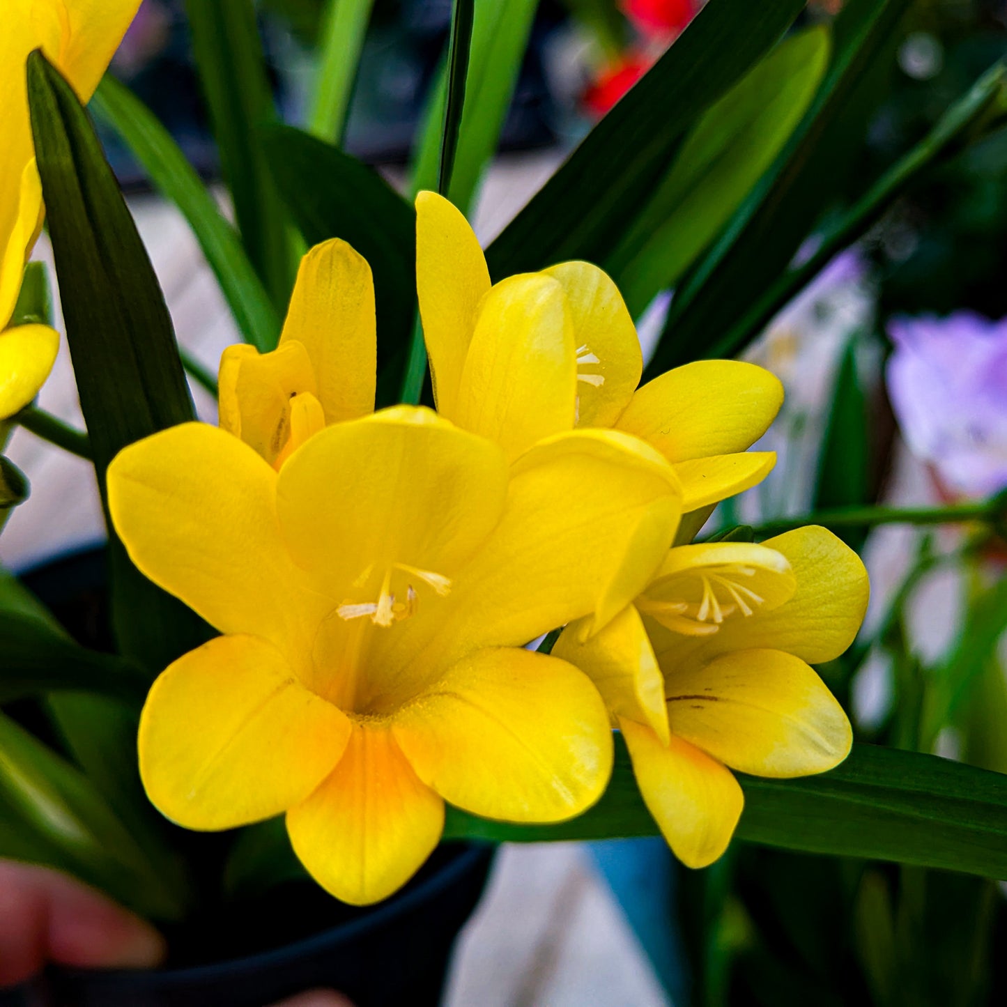 Freesia