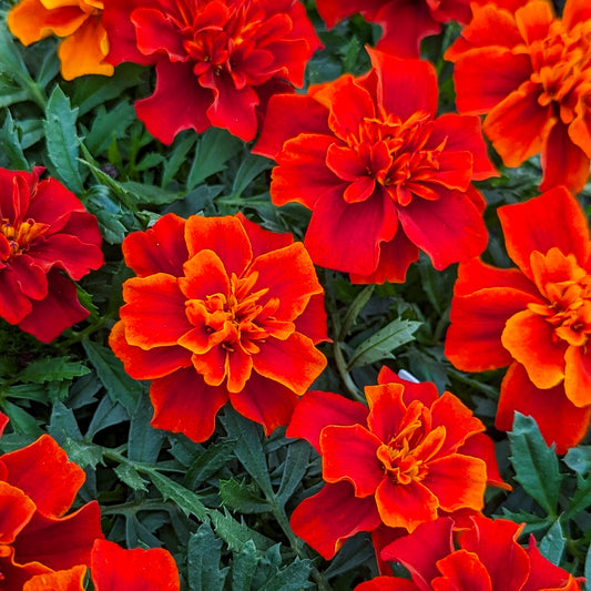 Marigold 'French'