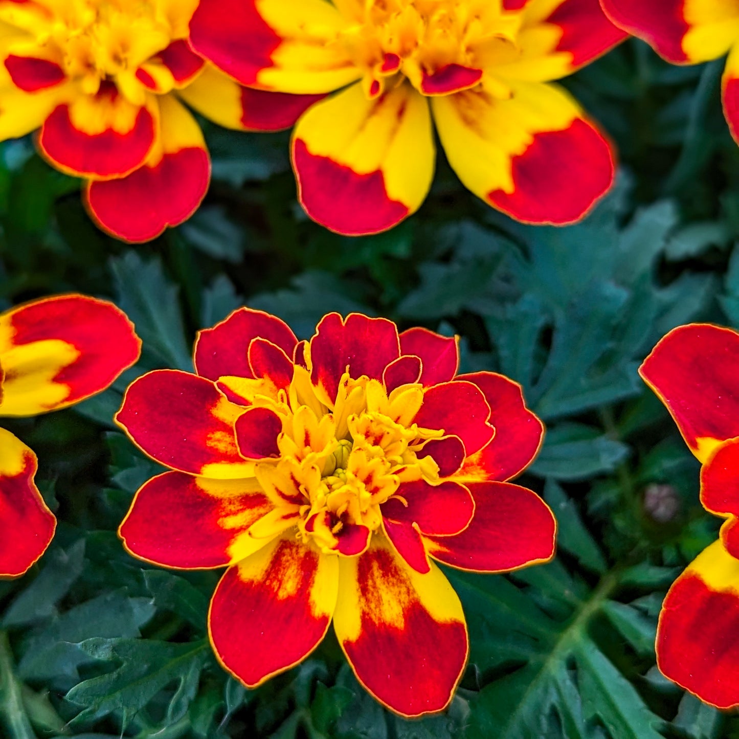 Marigold 'French'