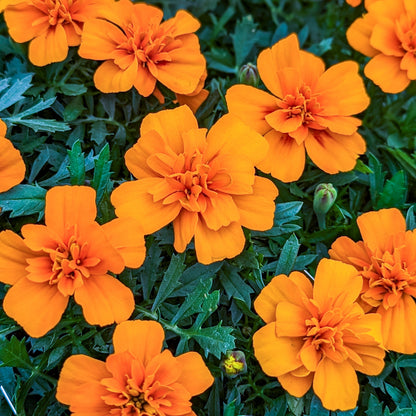 Marigold 'Super Hero' French