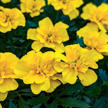 Marigold 'Super Hero' French