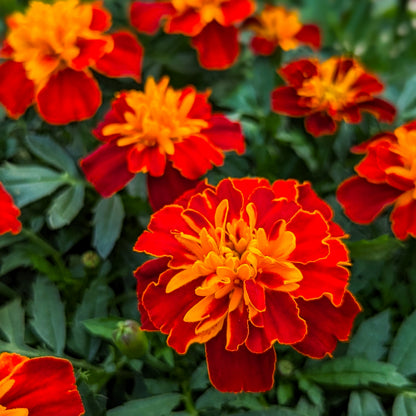 Marigold 'Super Hero' French