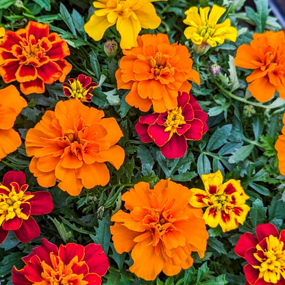 Marigold 'Super Hero' French