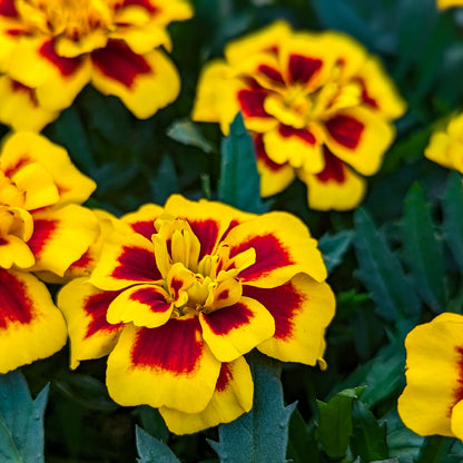 Marigold 'Super Hero' French