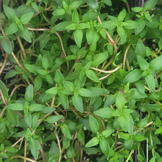 Thyme 'French'