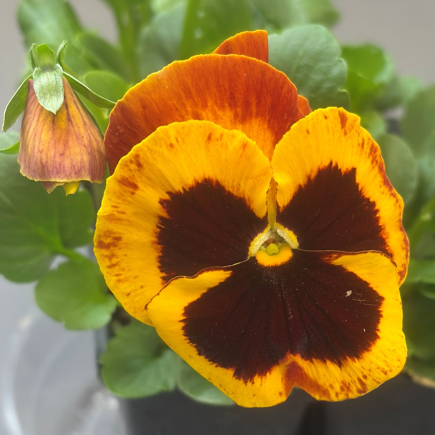 Pansy 'Delta Pro'