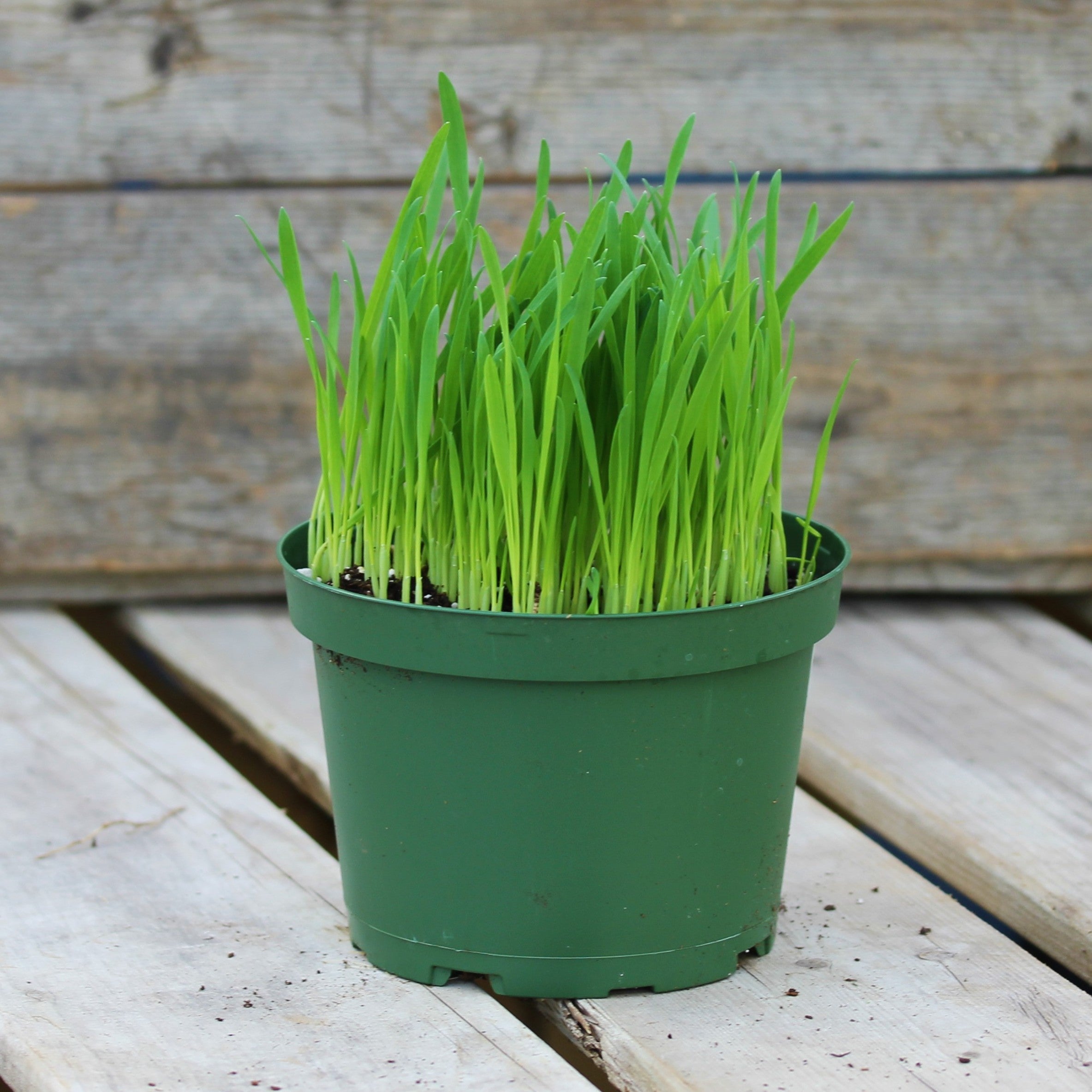 Cat Grass