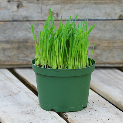 Cat Grass