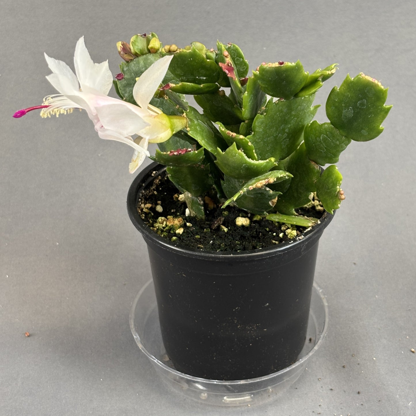 Christmas/Thanksgiving Cactus