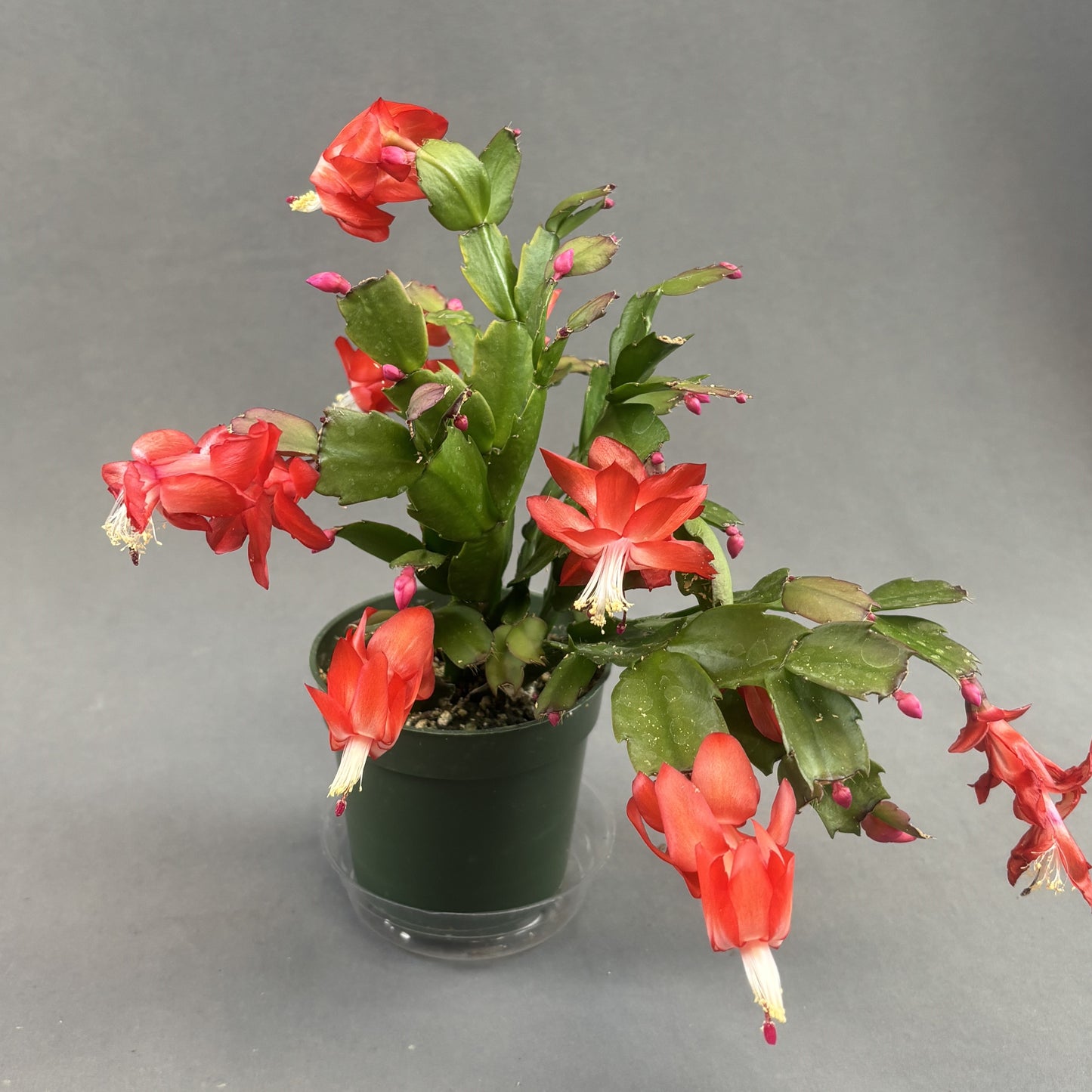 Christmas/Thanksgiving Cactus