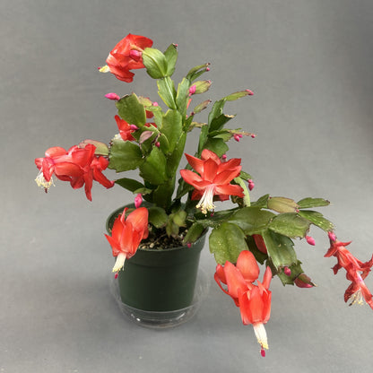 Christmas/Thanksgiving Cactus