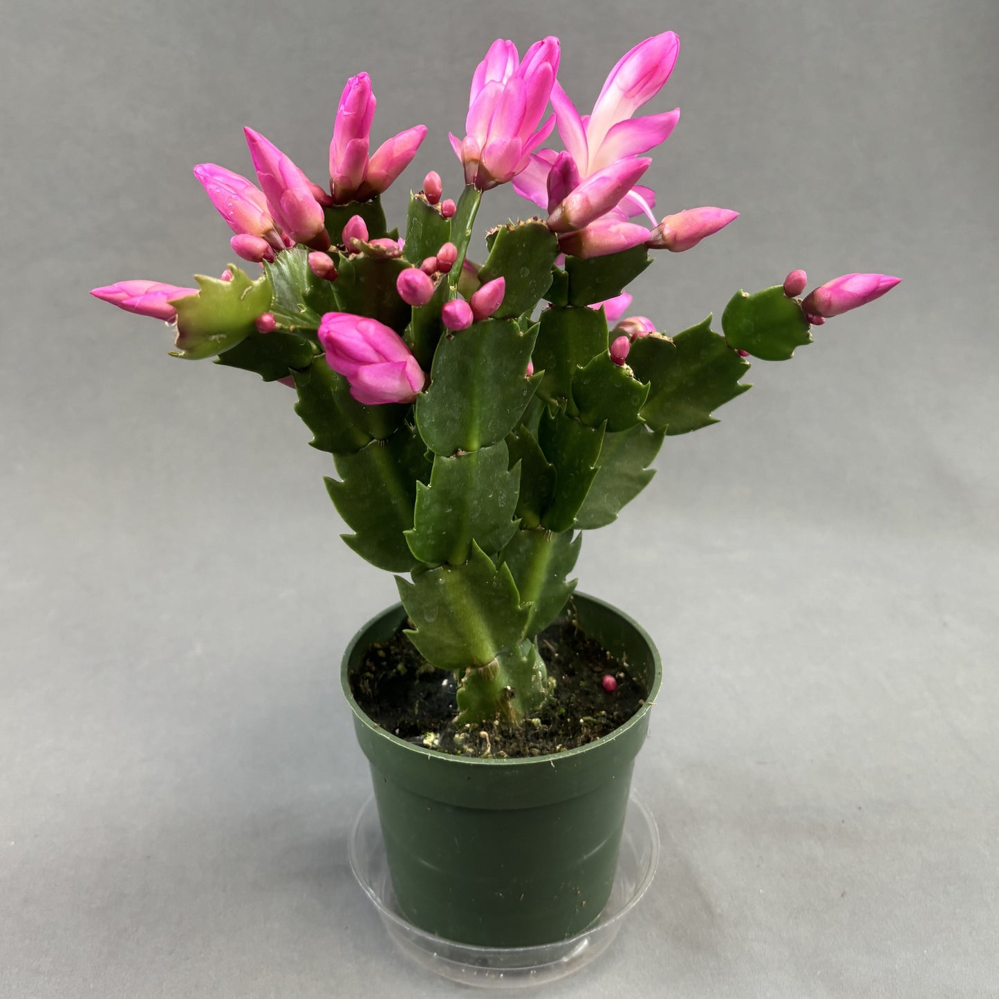 Christmas/Thanksgiving Cactus