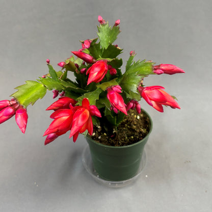 Christmas/Thanksgiving Cactus