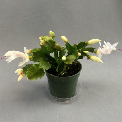 Christmas/Thanksgiving Cactus