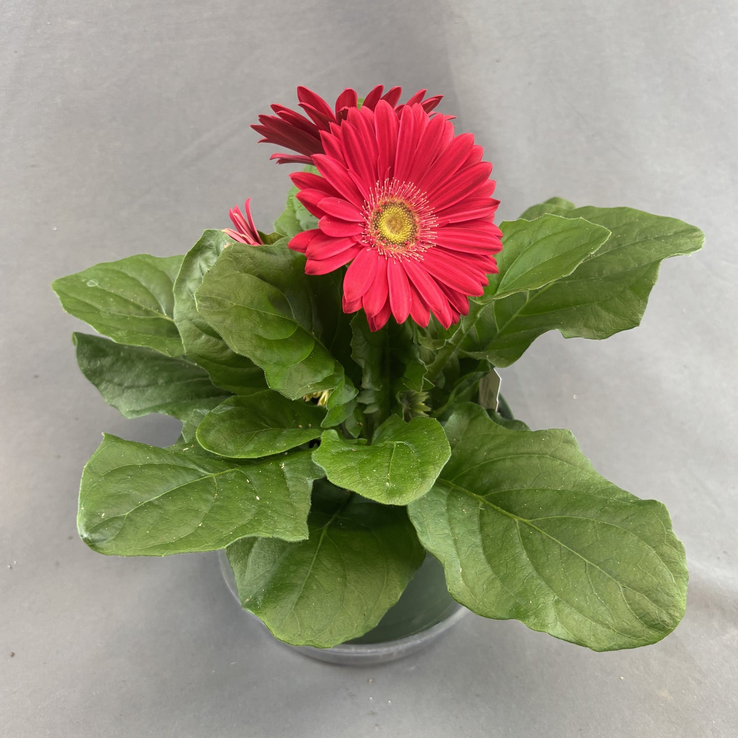 Gerbera Daisy