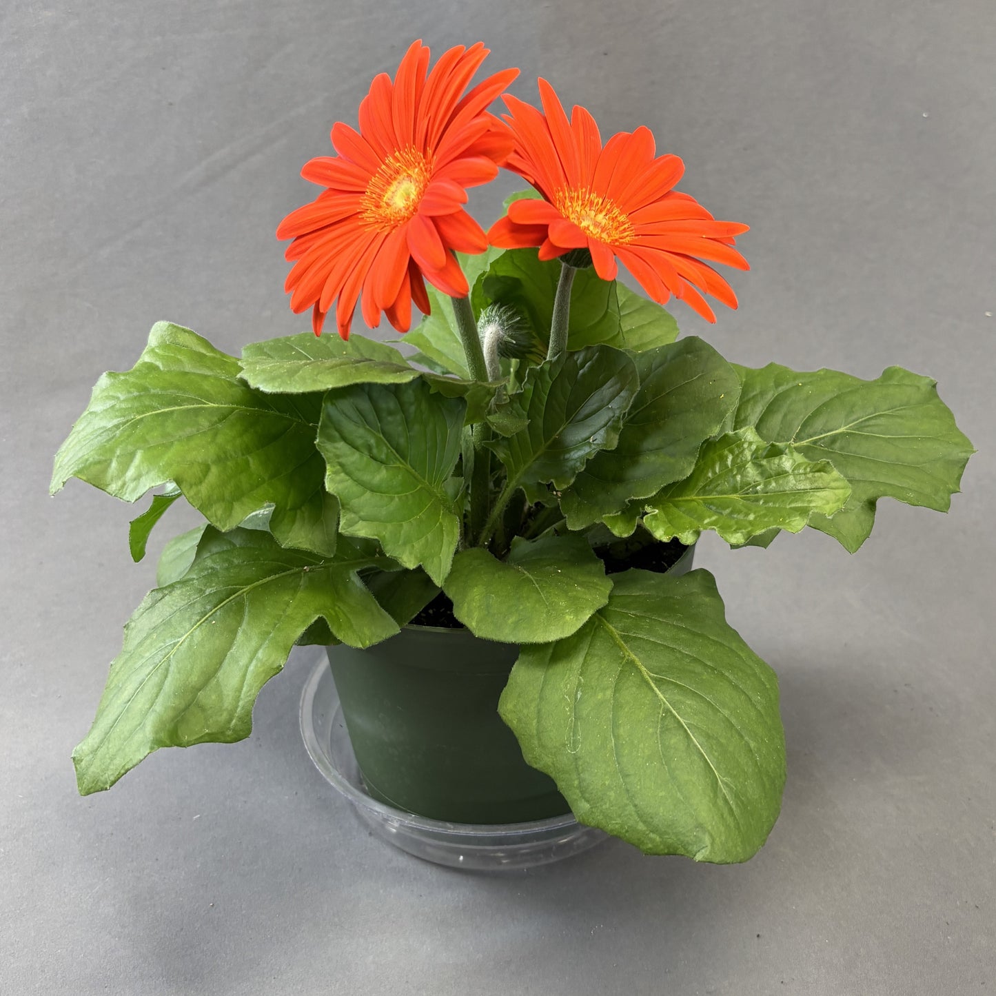 Gerbera Daisy