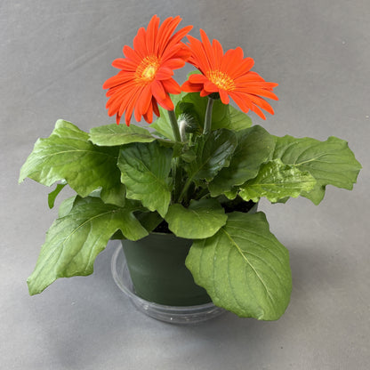 Gerbera Daisy