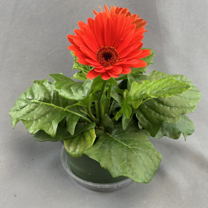 Gerbera Daisy