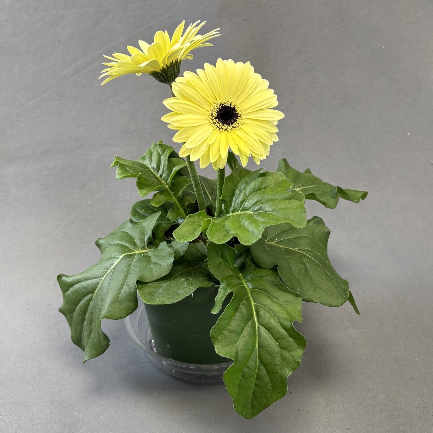 Gerbera Daisy