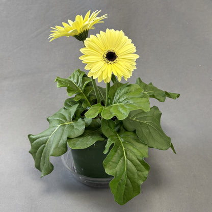 Gerbera Daisy