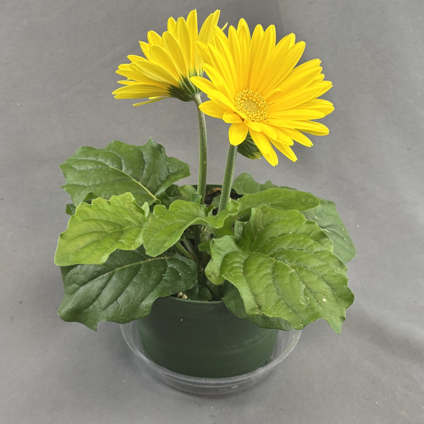 Gerbera Daisy