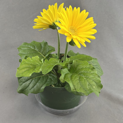 Gerbera Daisy