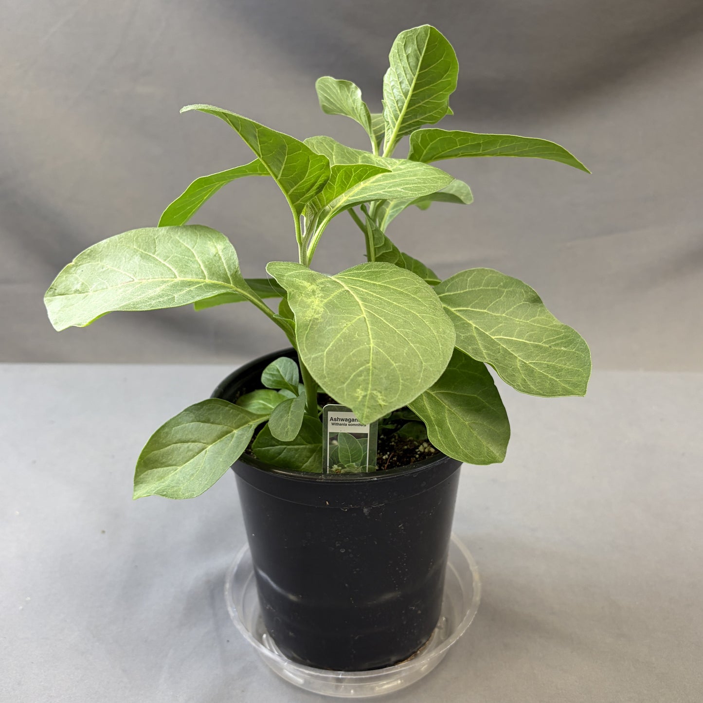 Ashwagandha Herb