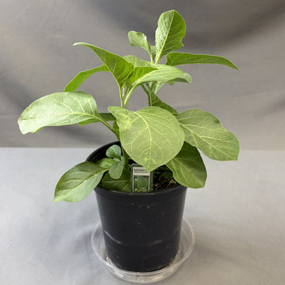Ashwagandha Herb